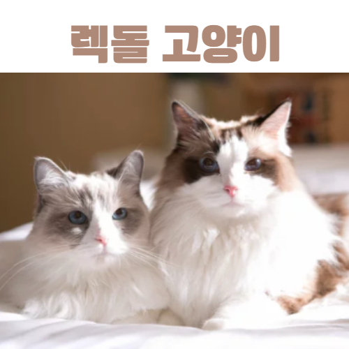 렉돌 / 출처: 어도비스톡