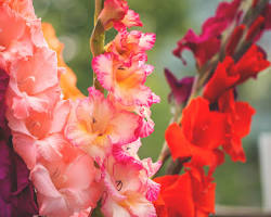 글라디올러스 이미지 사진 