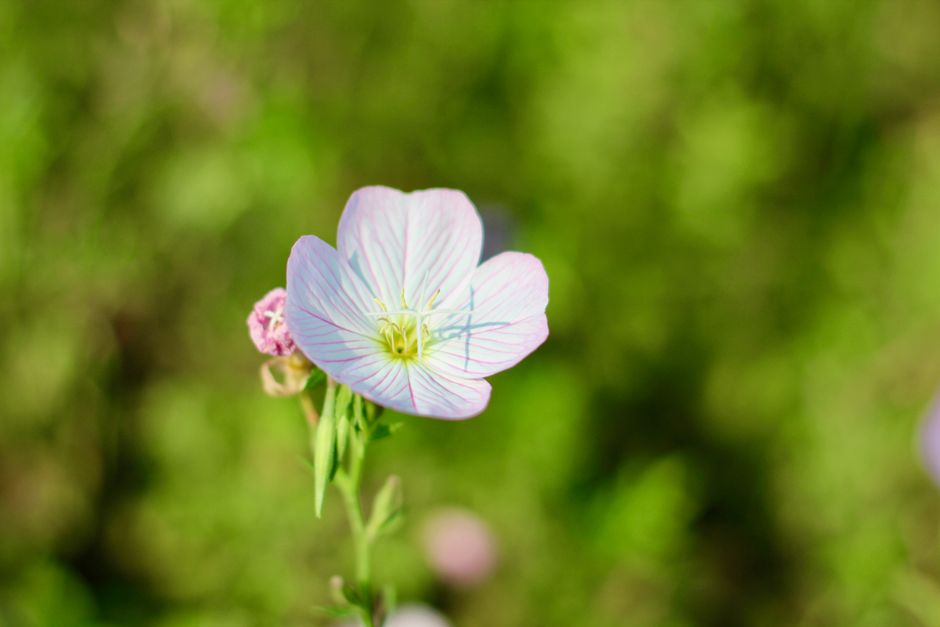 Closeup image of a delicate pink Oenothera flower blossoming in a lush green garden.
