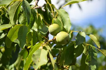 호두 효능 및 영양성분&amp;#44; 주의점