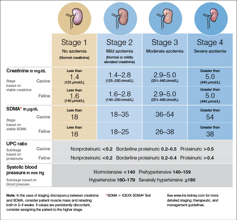강아지 신부전에 좋은 음식 추천_2