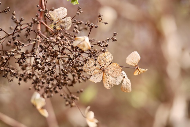 보성 윤제림 수국