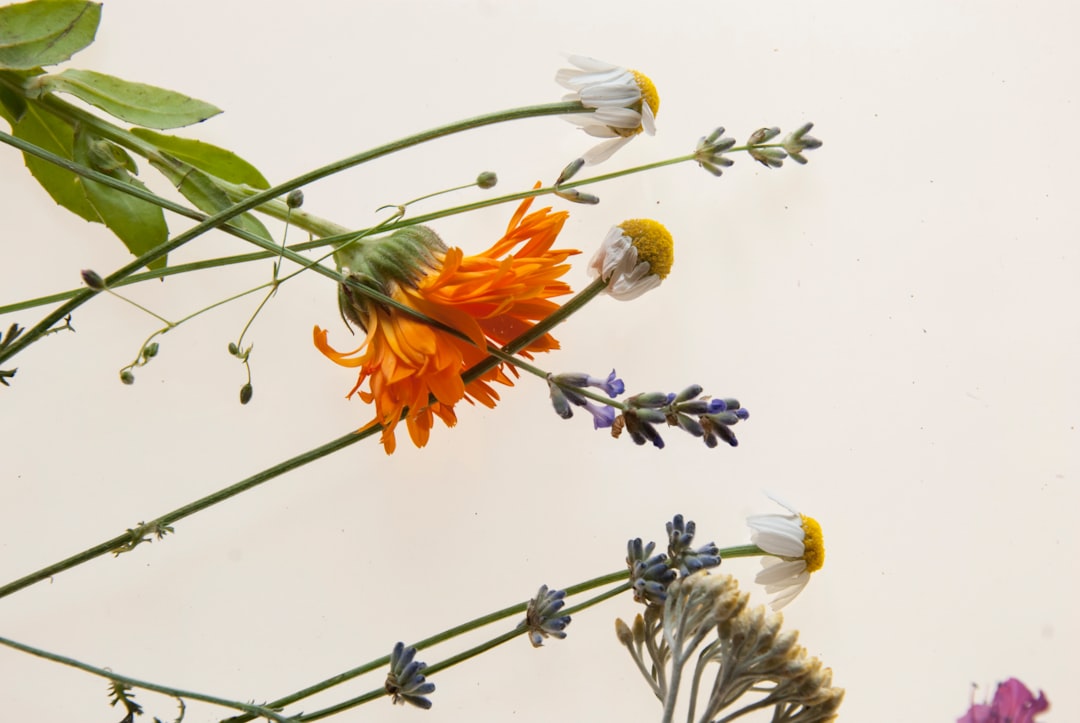Chamomile