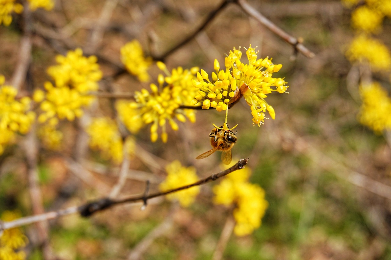 구례 산수유꽃 축제