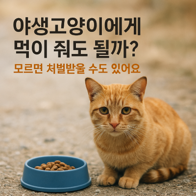 도심 골목길에서 고양이에게 먹이를 주는 따뜻한 순간, 사료를 내려놓는 사람과 신뢰하는 눈빛의 길고양이