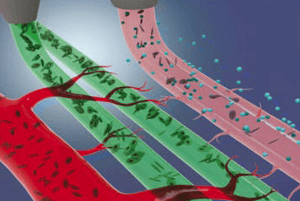 아르기닌의 효능01