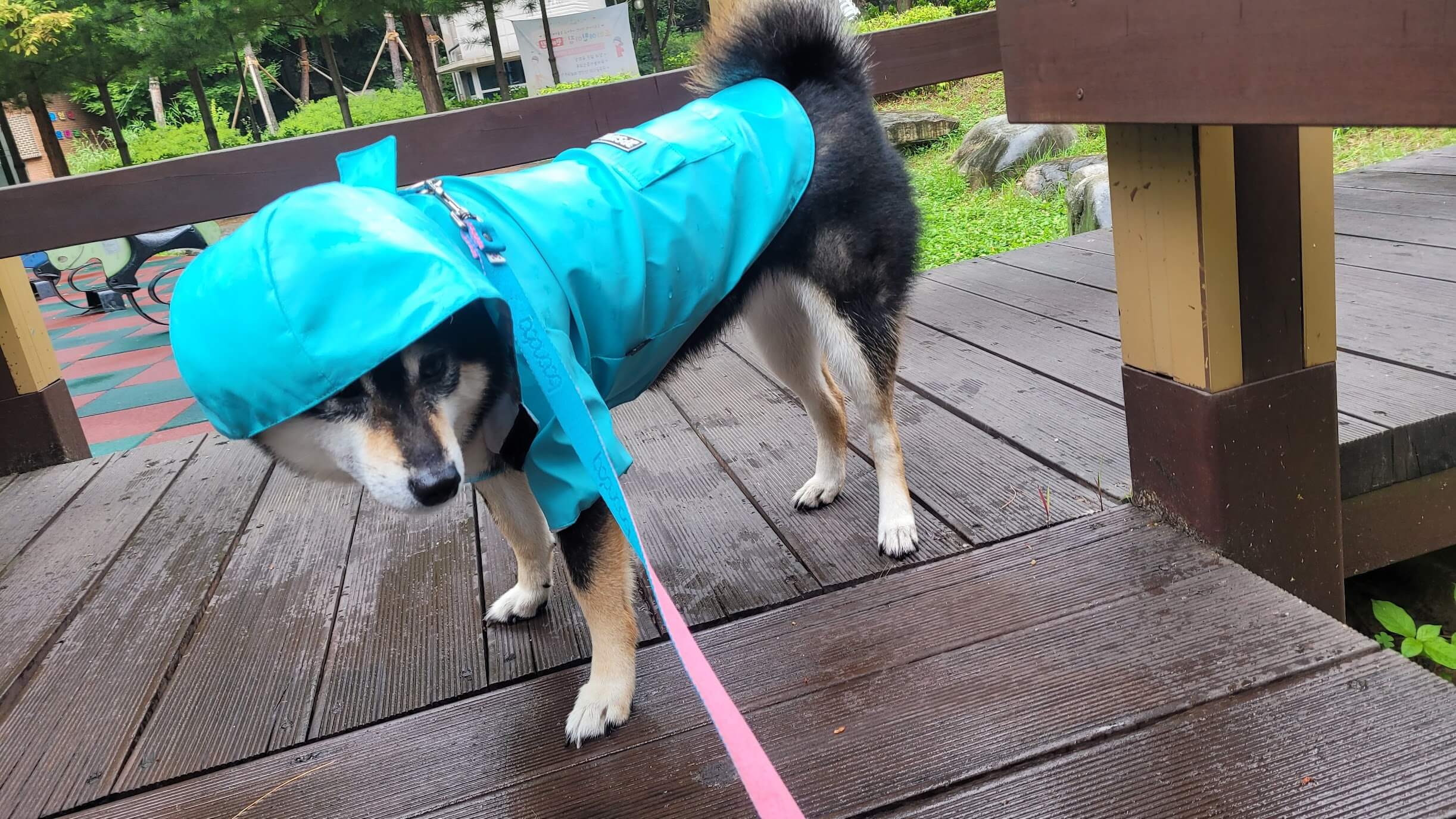 우비입고 산책하는 강아지