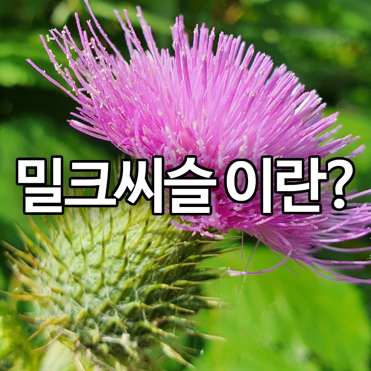밀크씨슬이란?