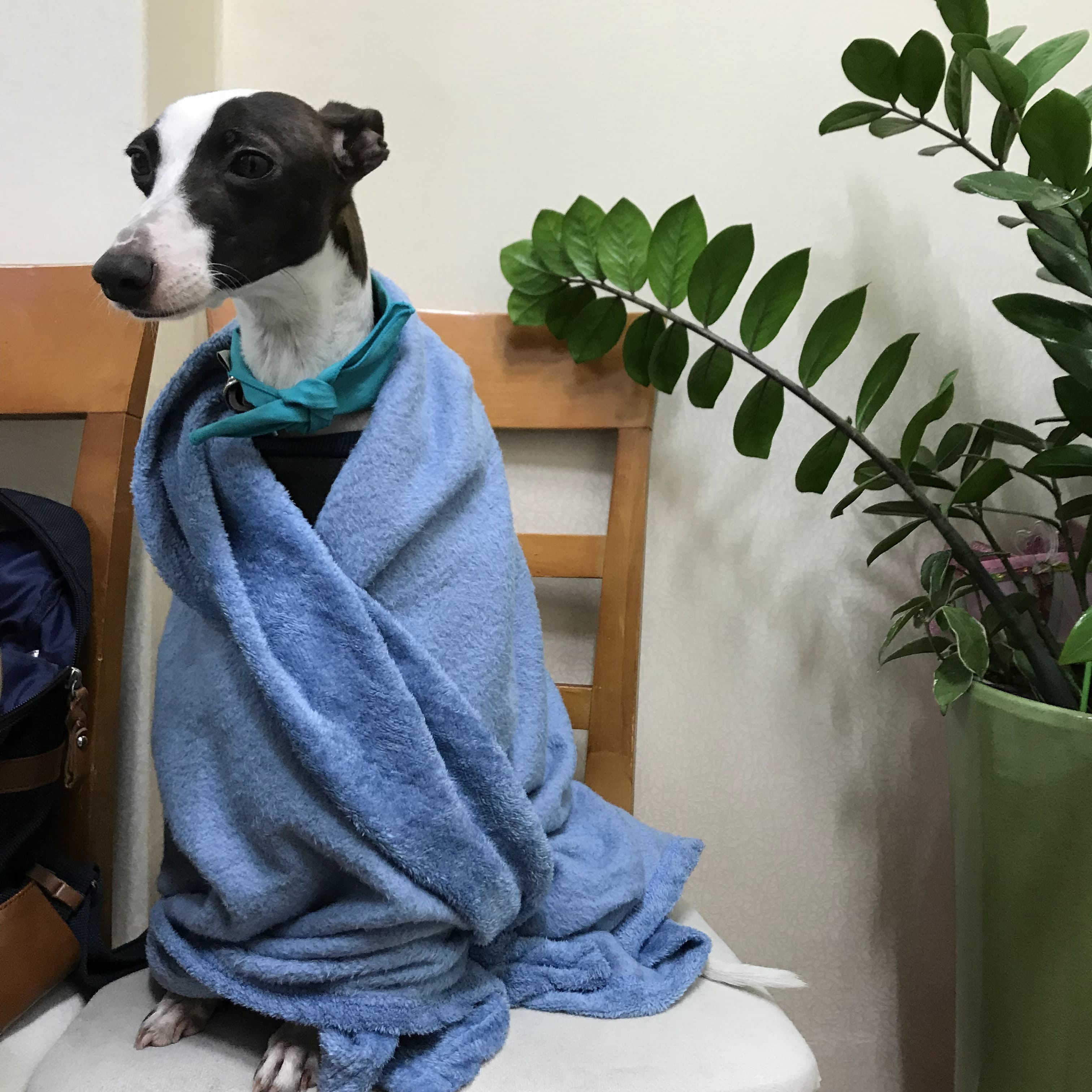 강아지의 공포 반응: 특정 소음이나 환경에 민감한 이유