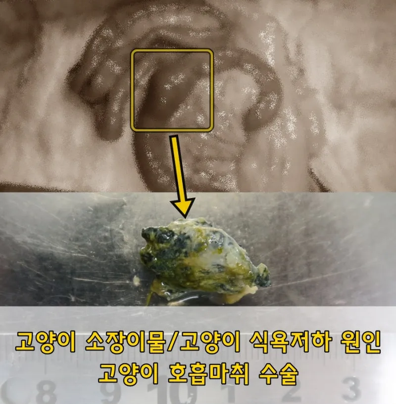 "고양이