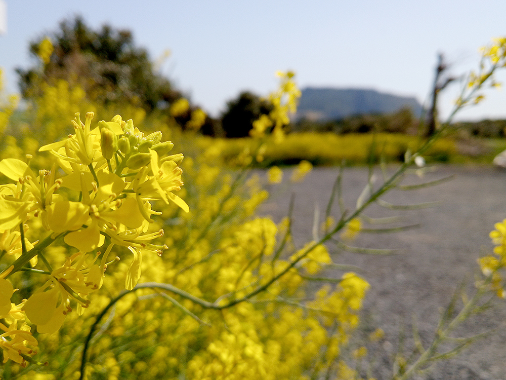 올레2코스: 광치기해변에서 온평포구까지