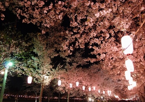 가고시마 벚꽃명소