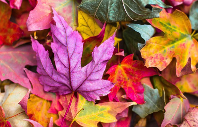 매일 달라지는 자연의 색: 산림청 인증 &lsquo;가을 단풍 타이밍 명소&rsquo; 완전 정복