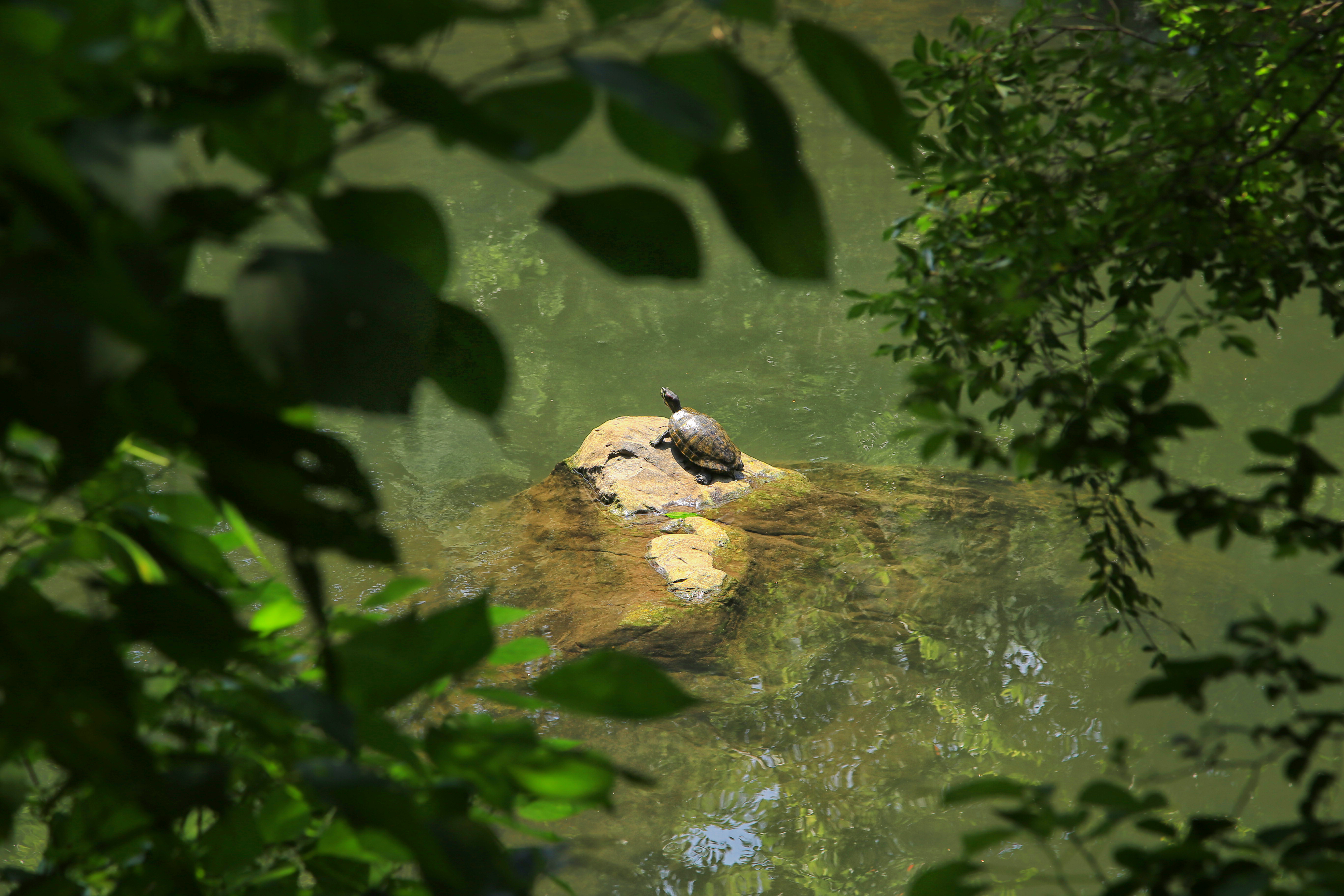 24년 7월 26일 거북이 저작권 없는 고해상도 이미지 by 피어나네 무료이미지 다운로드