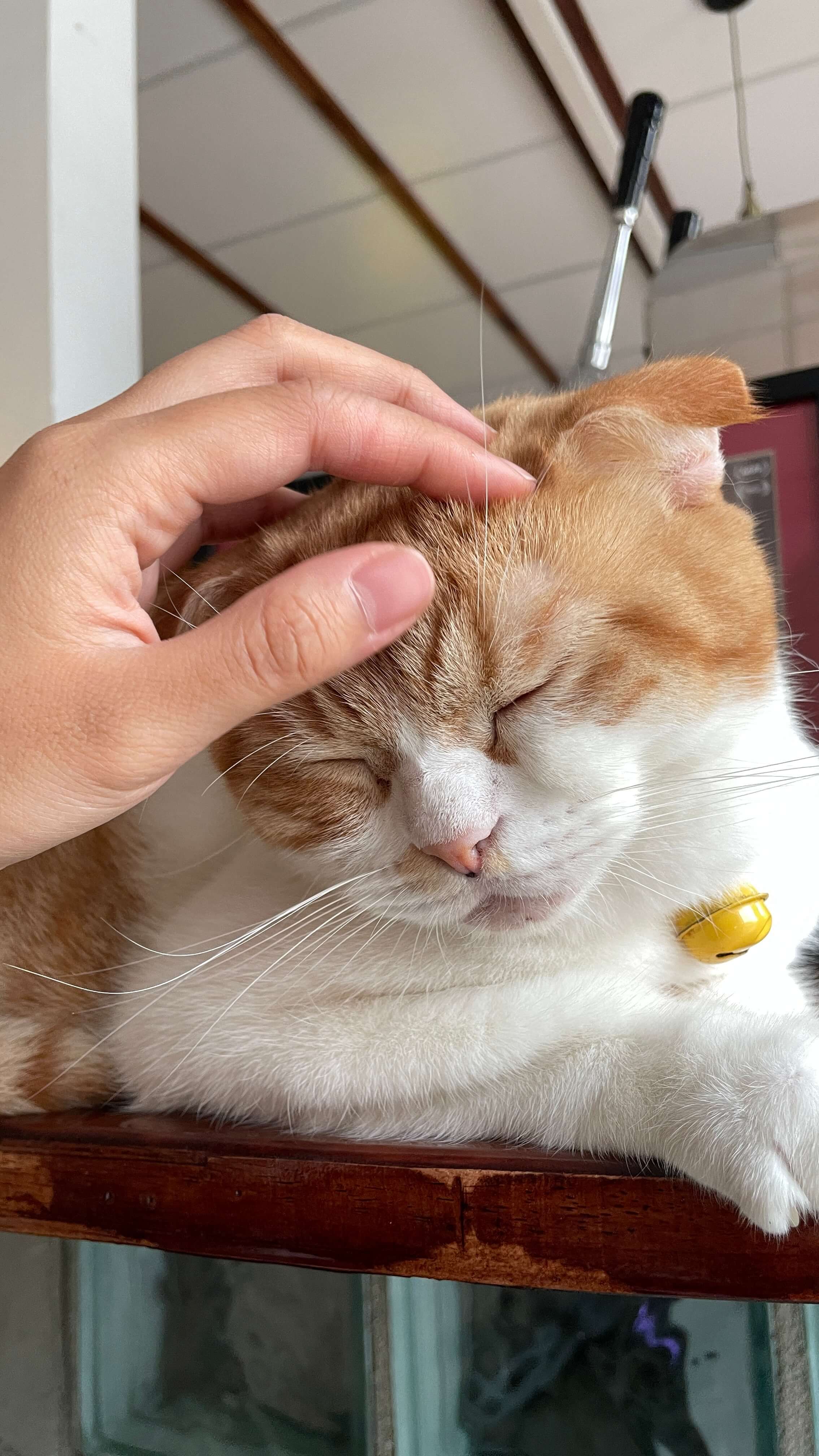 치앙마이 카페 고양이