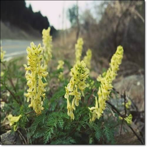 멜라초 효능 부작용 쓴맛 줄이고 맛있게 먹는 법