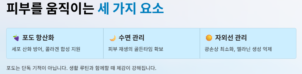 포도 효능