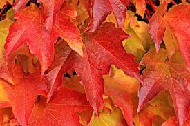 2023 단풍 절정 시기 + 전국 단풍 명소 5 곳 추천