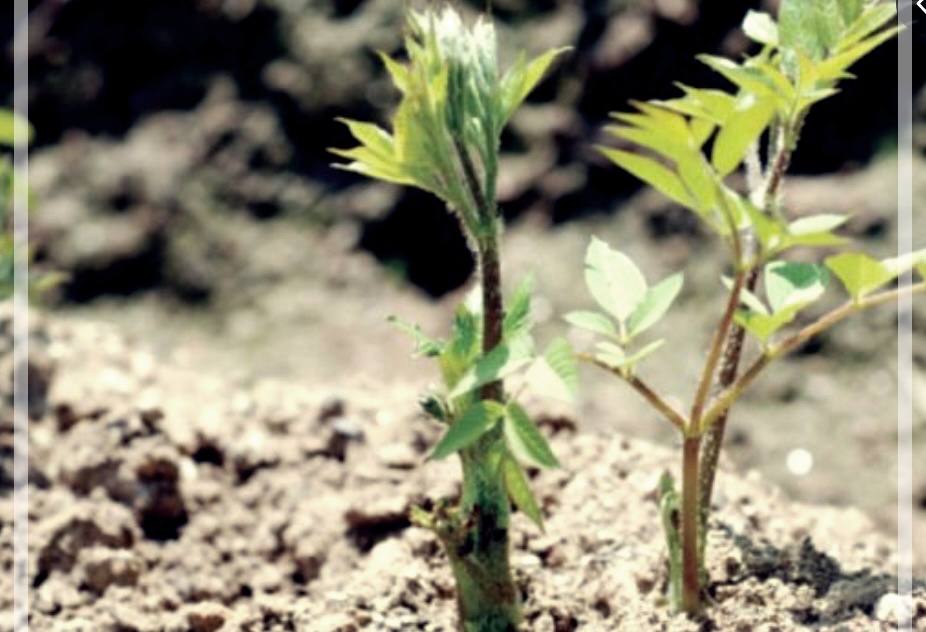독활의 효능, 먹는법, 그리고 부작용에 관하여