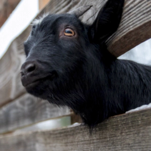흑염소 효능과 부작용