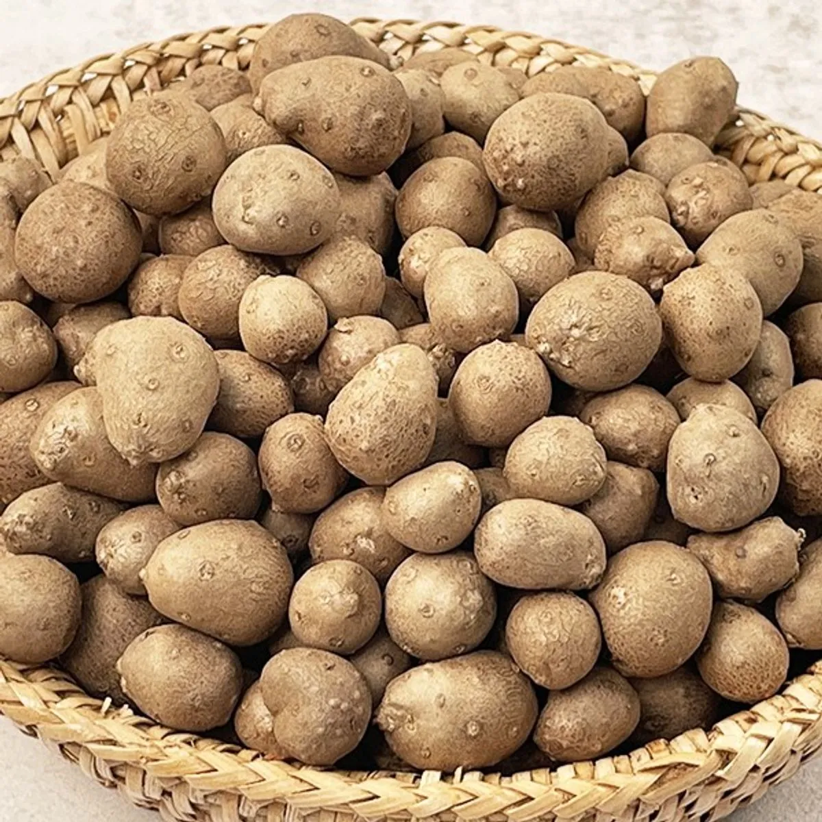 마 재배 지지대 설치 덩이 비대 관리 수확 요령_9