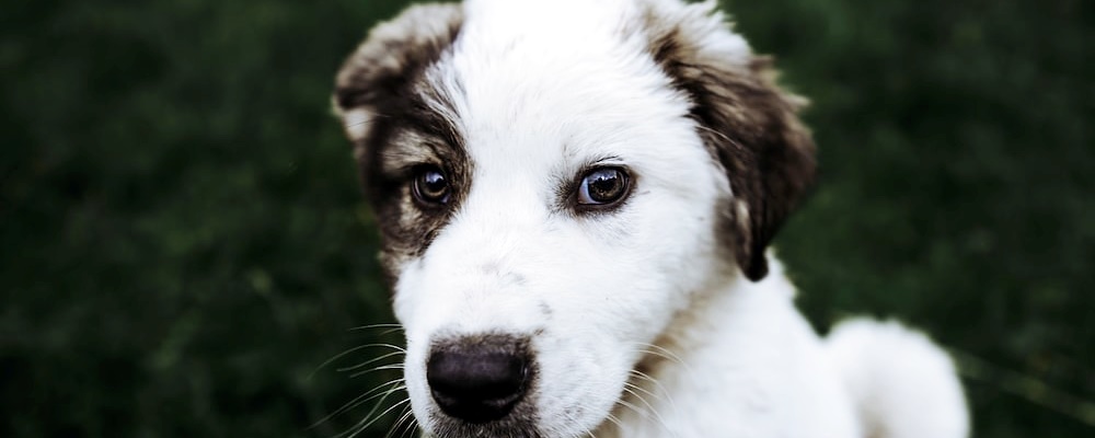 새끼 강아지 키우는법 30 이미지