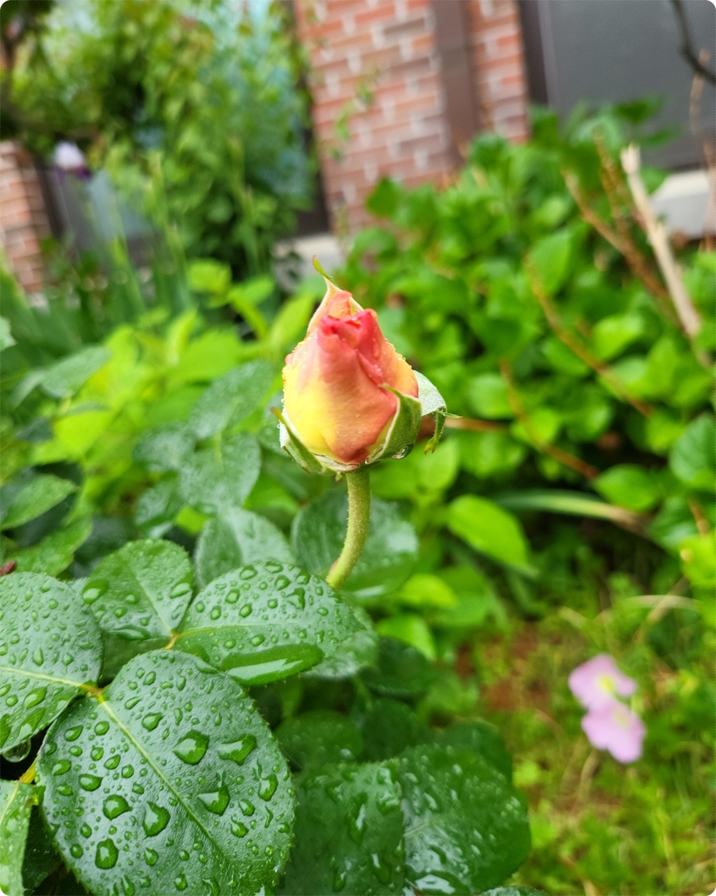 아우~ 아기 처럼 보슬보슬