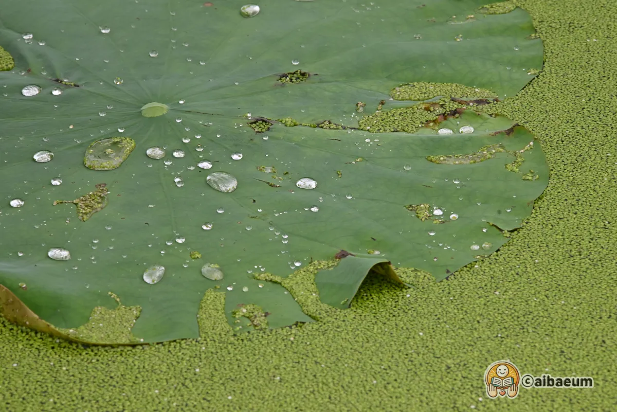 빗방울이-맺혀-있는-연잎
