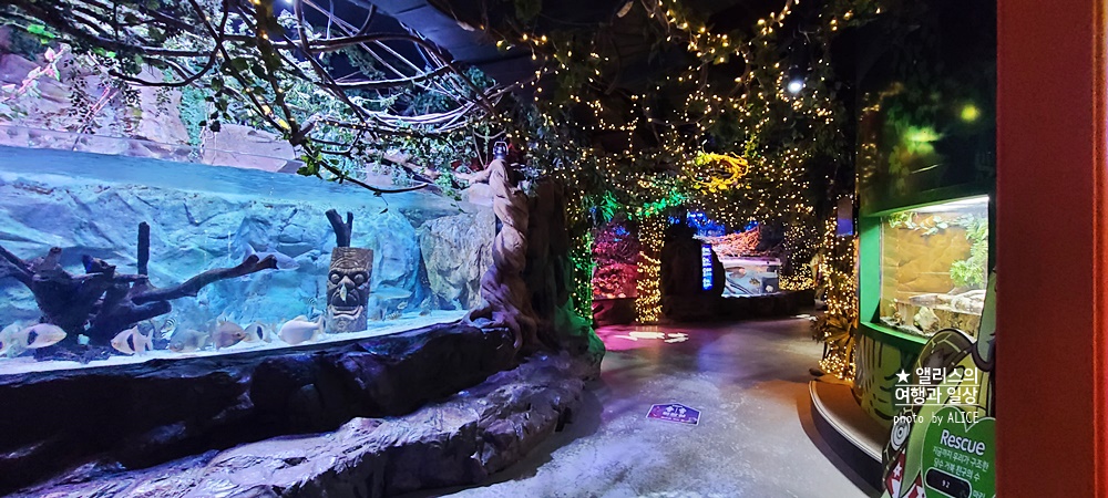 부산 아쿠아리움 입장권 최저가 할인방법, 연간할인, 실내 프로그램