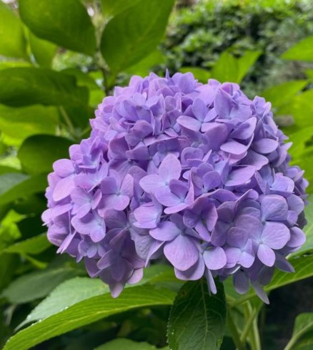 화담숲 수국축제