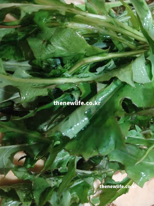 고들빼기 효능 세포 노화 방지 클로로겐산