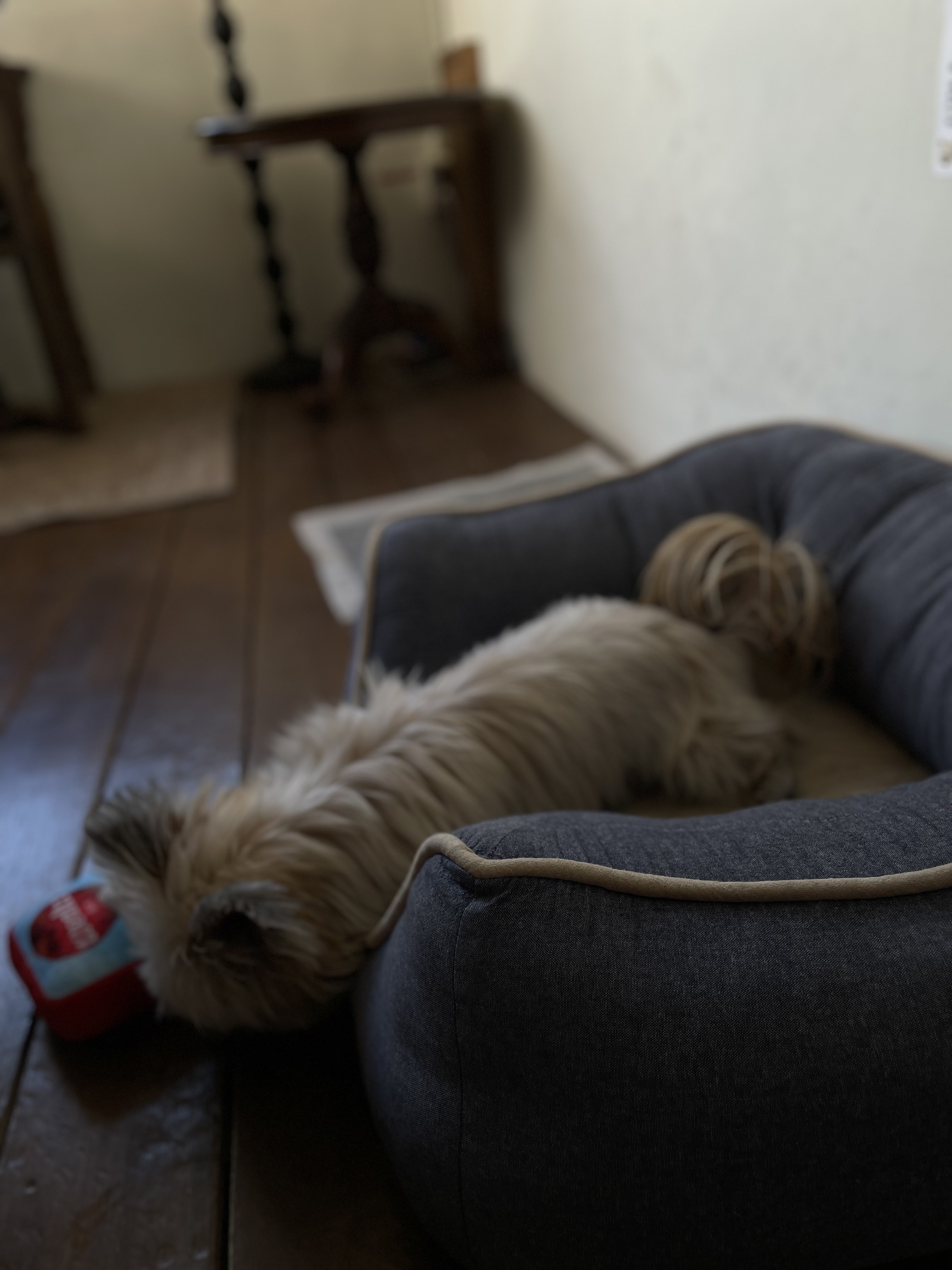 울산 애견동반 카페 퍼지네과자점