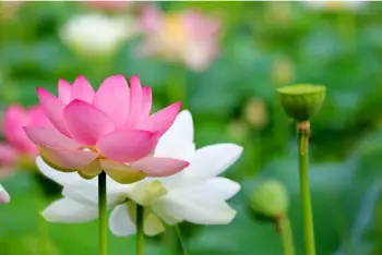 연근 효능 및 영양성분, 부작용