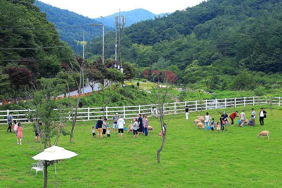 남해 가볼만한곳 베스트10 남해양떼목장 양모리학교