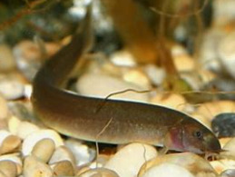 추어탕 끓이는 법