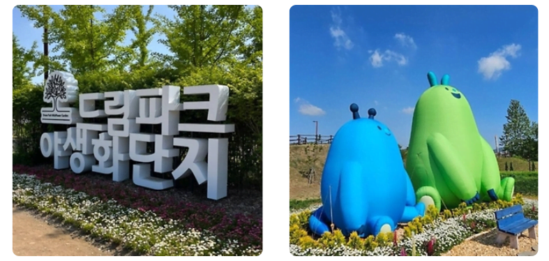 드림파크 벚꽃축제 완전정복