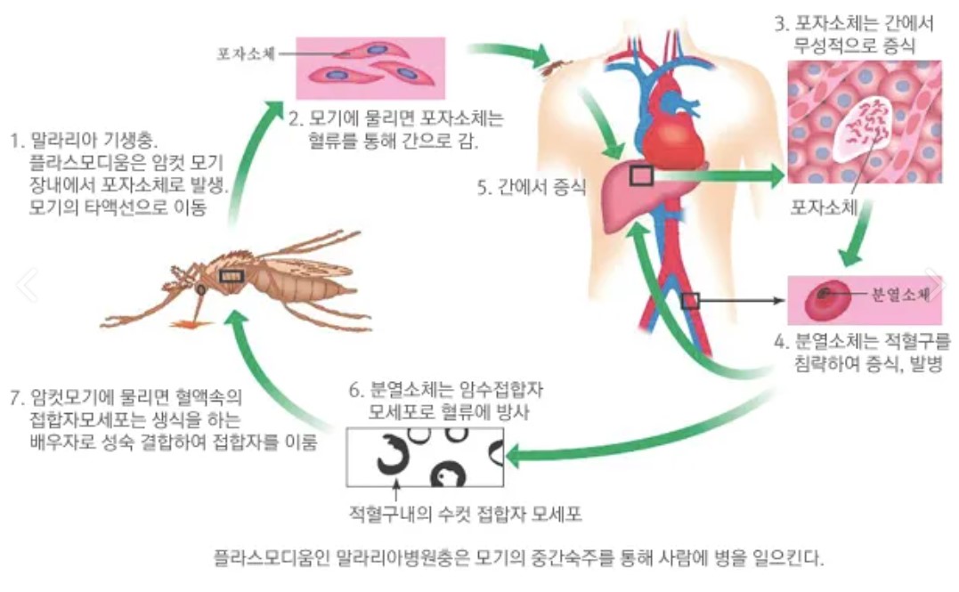 말라리아 감염경로