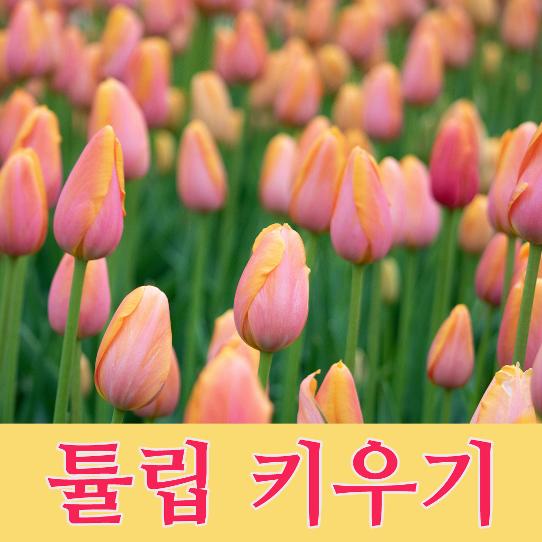 망고참 튤립 느낌