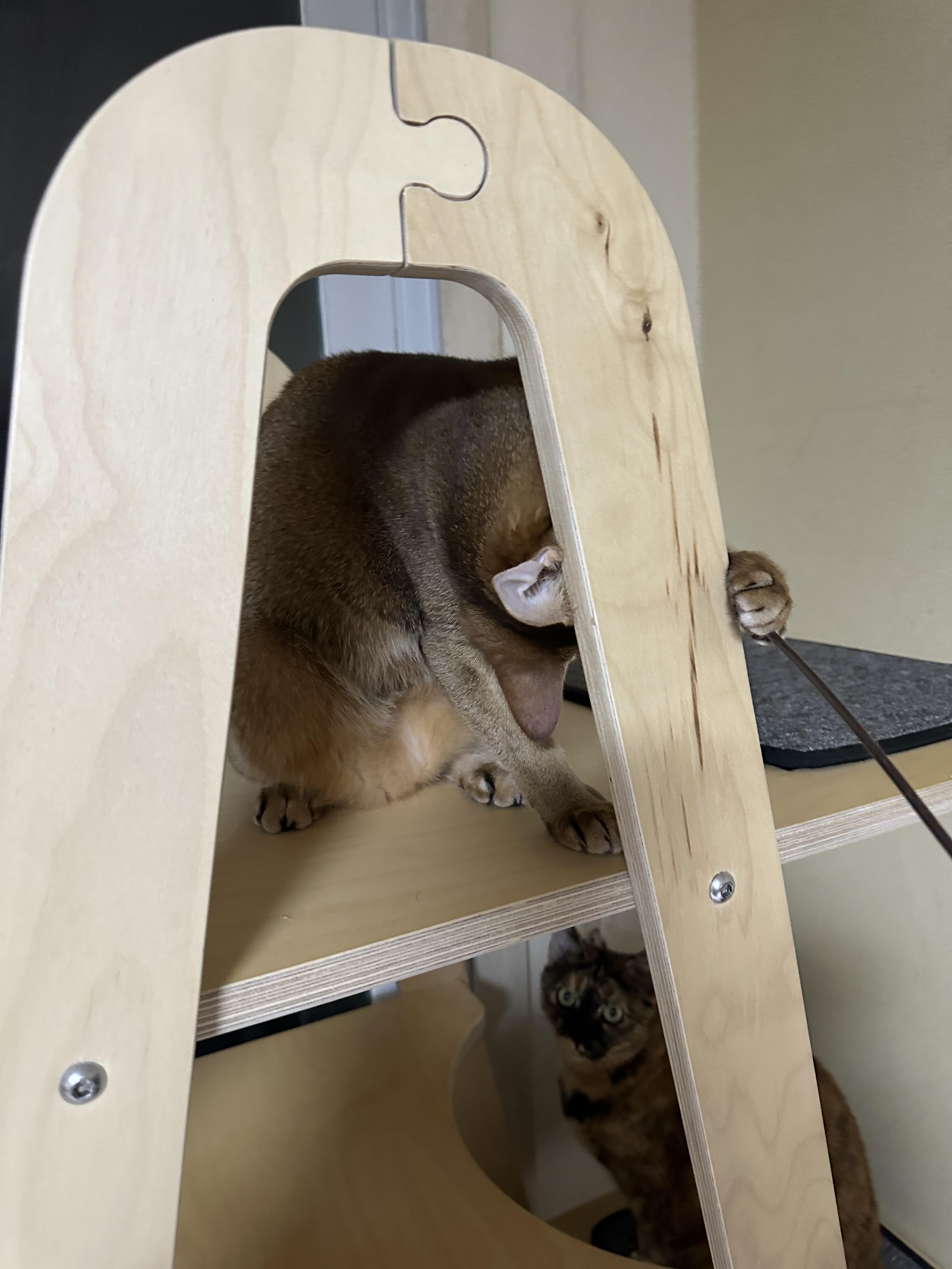 한마리의 아기맹수가 되어버린 아비시니안 루디 (feat.루디는 사냥중)