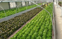 서유채농장-친환경채소