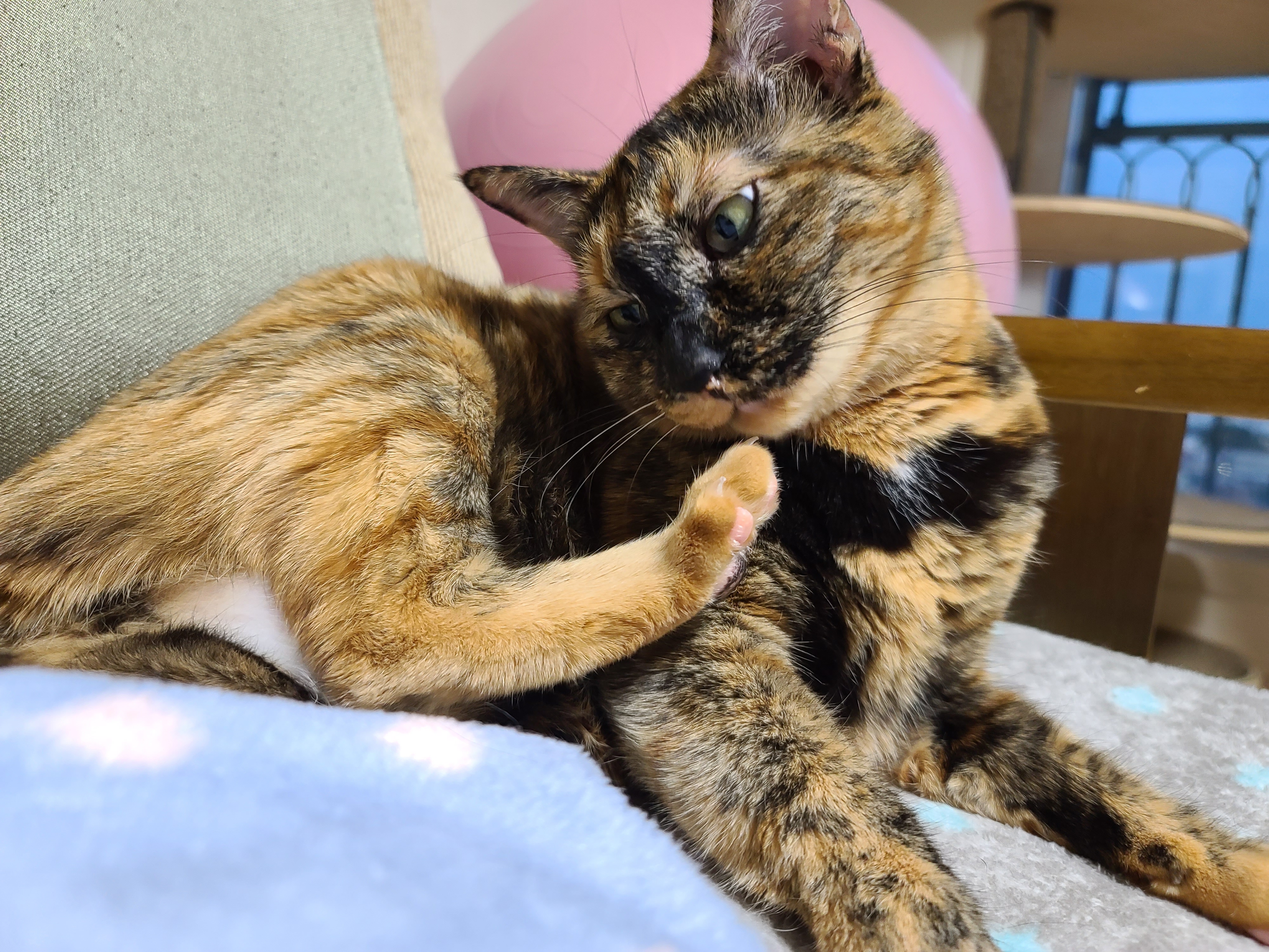 대답 잘하는 고양이. 수다냥이 카오스 사랑이.