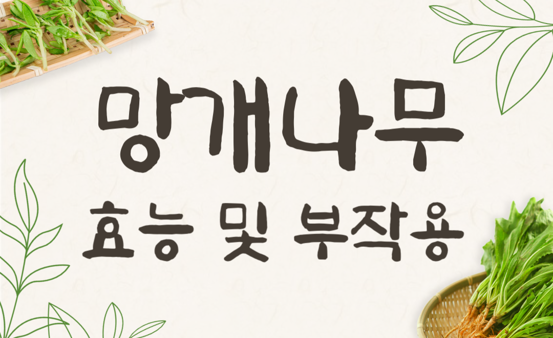 망개나무 효능과 부작용, 뿌리 먹는법으로 건강 챙기기