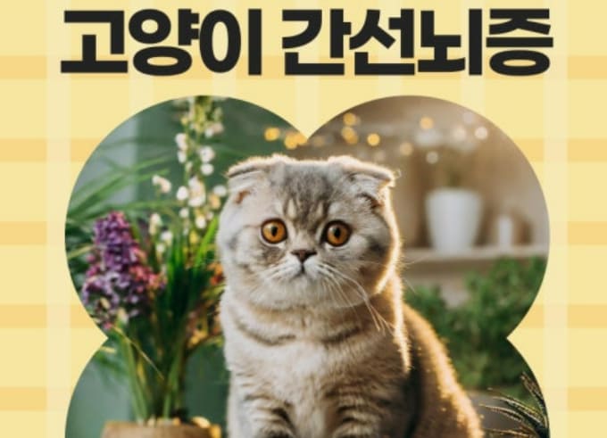 고양이 간성 뇌증 완벽 가이드 관련 사진