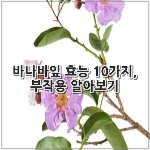 바나바잎 효능 10가지, 부작용 알아보기