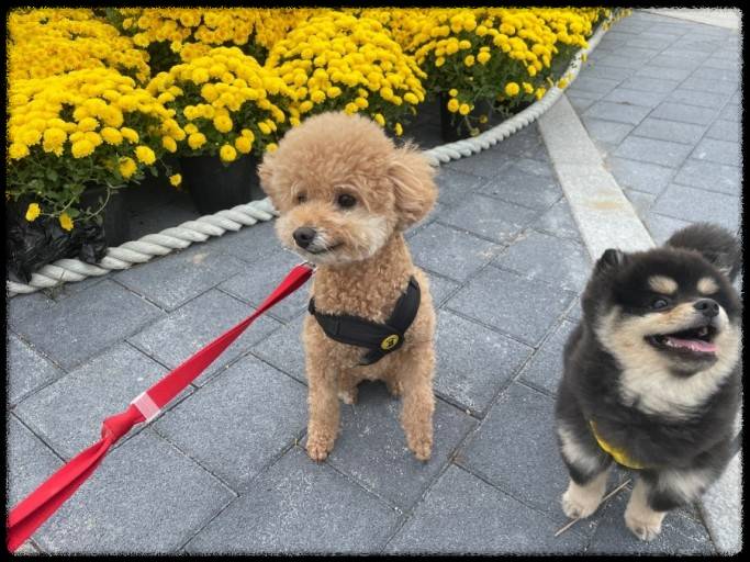 포항에서 반려동물과 함께하는 힐링 페스티벌, 놓치지 마세요!