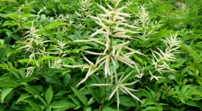 눈개승마 이미지