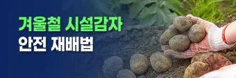 감자 재배 달력 파종 북주기 역병 관리 수확 및 저장_18