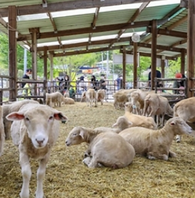 겨울엔 양평 축제