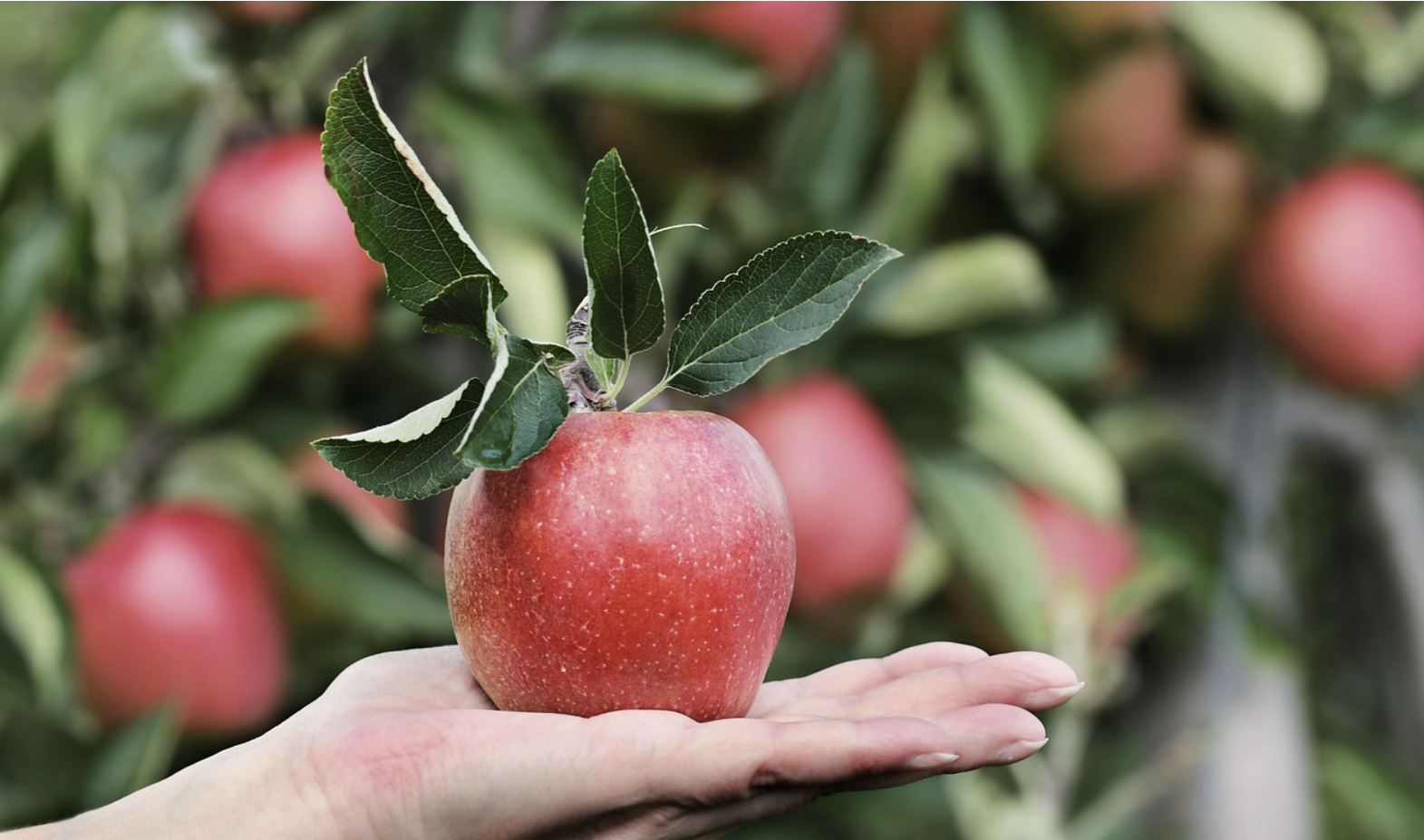 2024 문경 사과축제