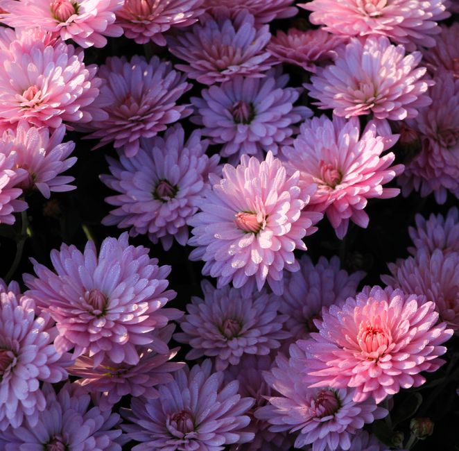 Close-up of pink chrysanthemums with droplets, showcasing vibrant petals.